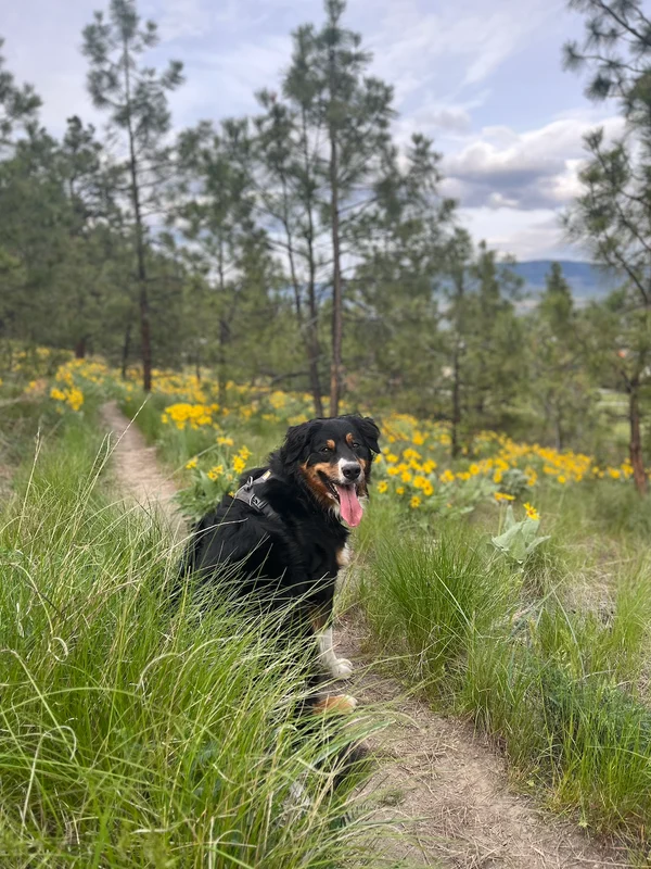 A dog sitting among wildflowers